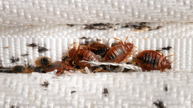 how to get rid of bed bugs permanently in nigeria